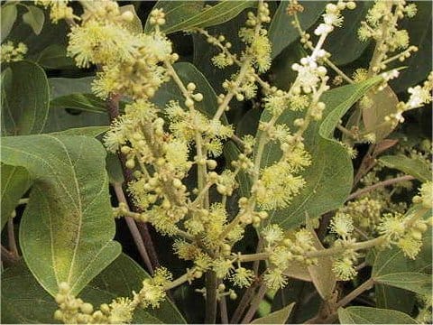 Mallotus japonicus