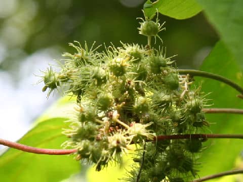 Mallotus japonicus