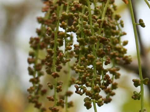 Bischofia javanica