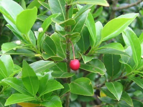 Ilex sugeroki var. brevipedunculata