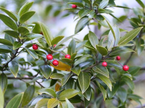 Ilex sugeroki var. brevipedunculata
