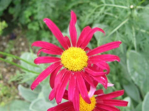 Pyrethrum coccineum