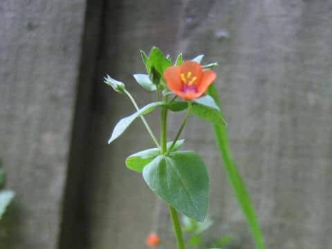 Anagallis arvensis f. phoenicea