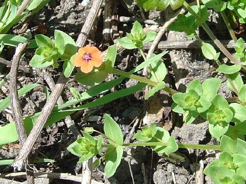 Anagallis arvensis f. phoenicea