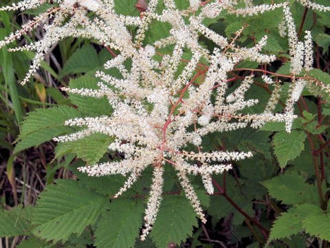 Astilbe thunbergii var. thunbergii