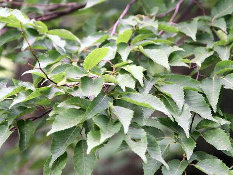 Carpinus laxiflora