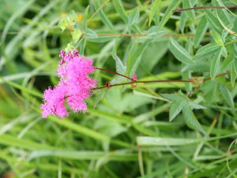 Filipendula multijuga var. ciliata