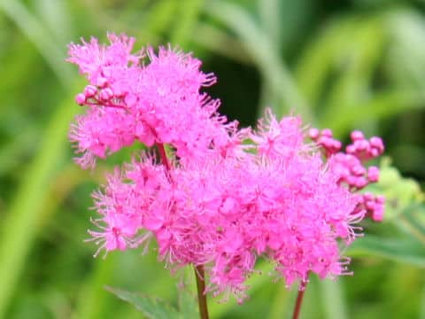 Filipendula multijuga var. ciliata