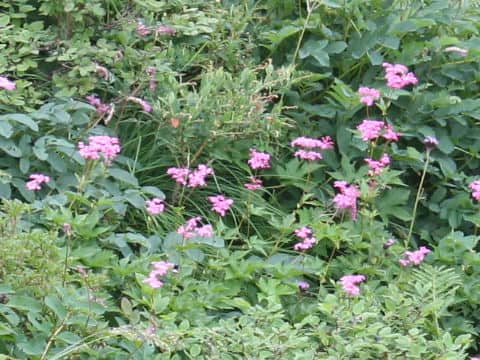 Filipendula multijuga var. ciliata