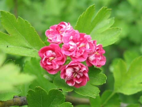 Crataegus laevigata cv. Paul's Scarlet