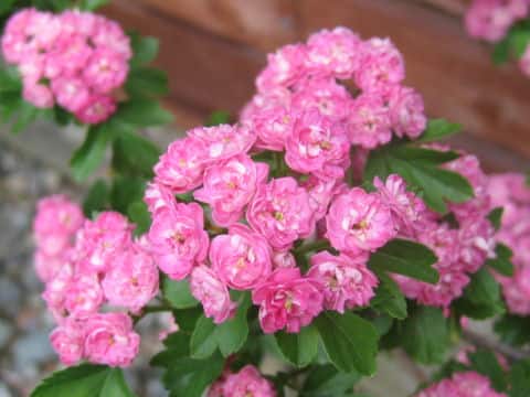 Crataegus laevigata cv. Paul's Scarlet