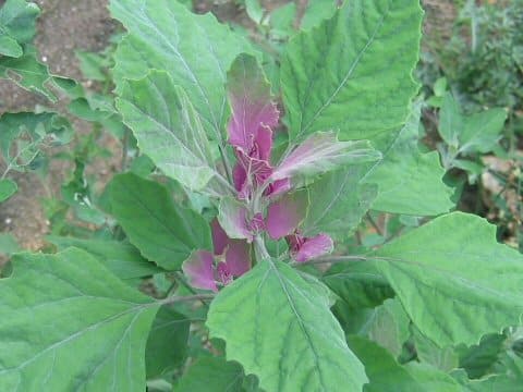 Chenopodium centrorubrum