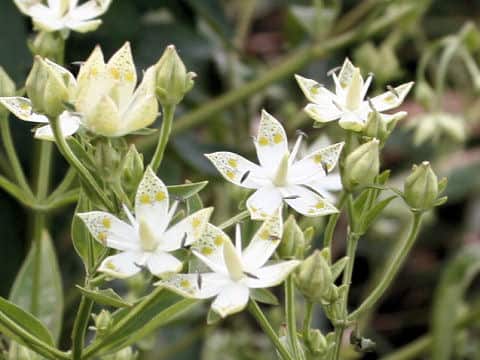 Swertia bimaculata