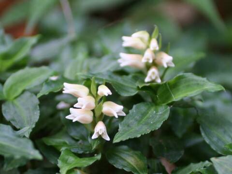 Goodyera foliosa var. maximowicziana