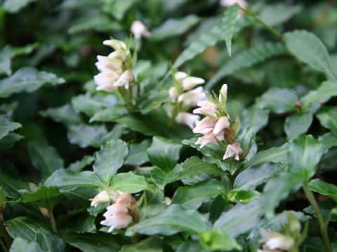 Goodyera foliosa var. maximowicziana