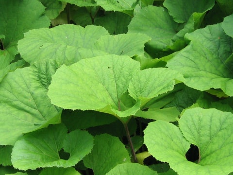 Petasites japonicus ssp. giganteus