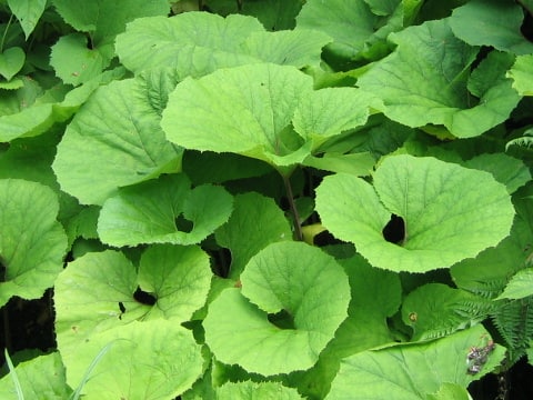 Petasites japonicus ssp. giganteus