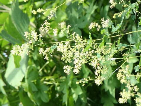 Thalictrum minus var. hypoleucum