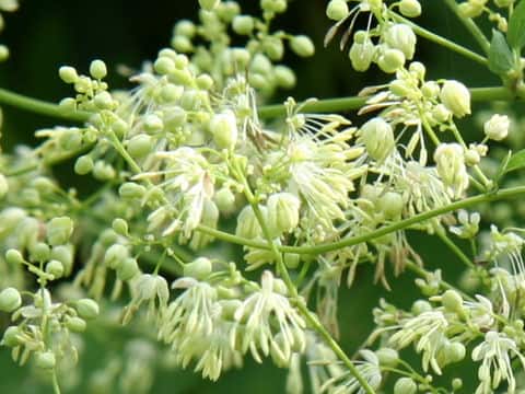 Thalictrum minus var. hypoleucum