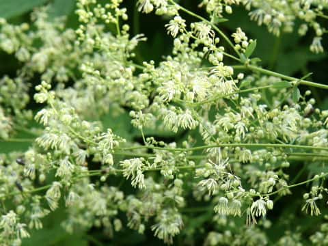 Thalictrum minus var. hypoleucum