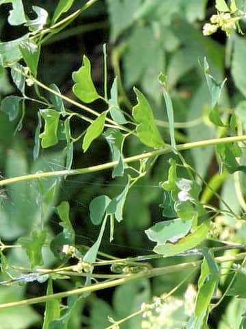 Thalictrum minus var. hypoleucum