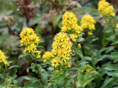Solidago virgaurea ssp. asiatica