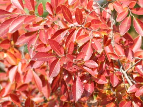 Ulmus parvifolia