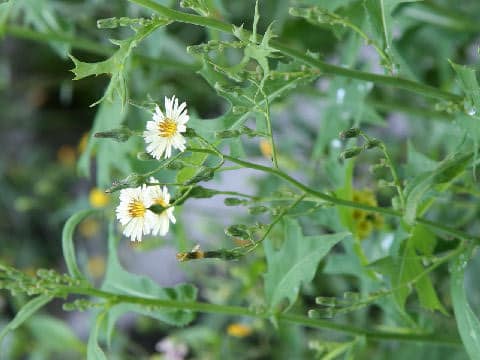Lactuca indica