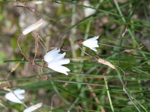 Leucojum autumnale