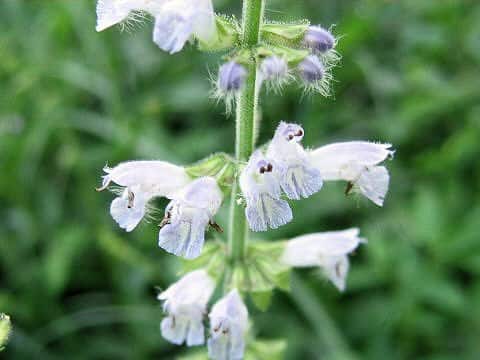 Salvia japonica