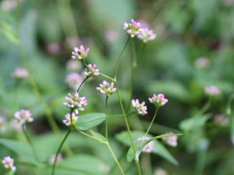 Persicaria sieboldii