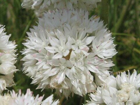 Allium amplectens