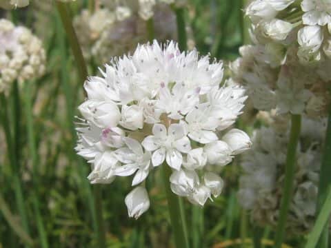 Allium amplectens