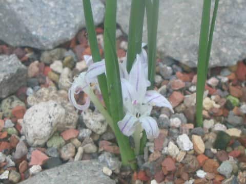 Allium cyathophorum