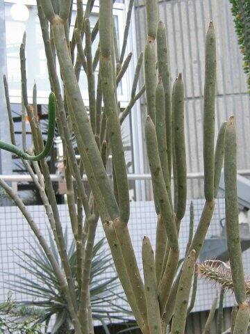 Alluaudia dumosa