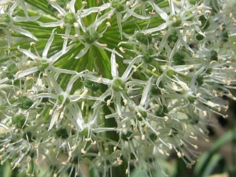 Allium hirtifolium