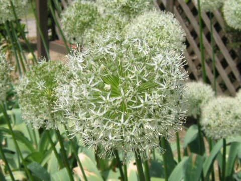Allium hirtifolium
