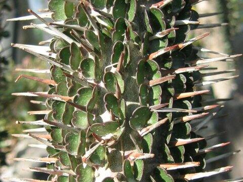 Alluaudia montagunacii