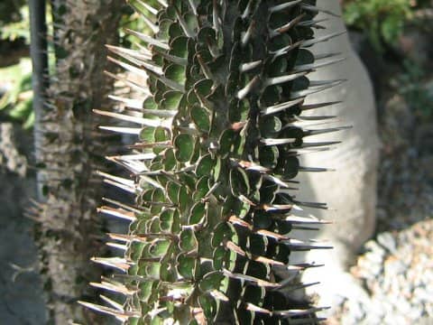 Alluaudia montagunacii