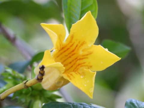 Allamanda oenotheraefolia