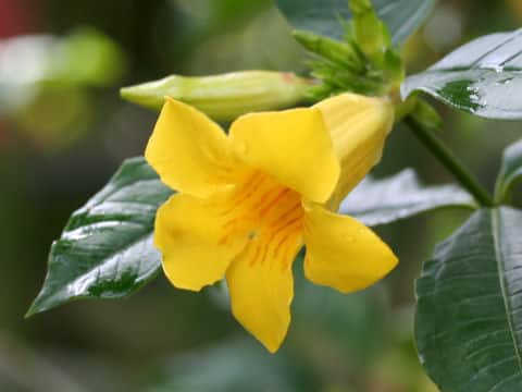 Allamanda oenotheraefolia