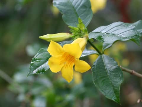 Allamanda oenotheraefolia