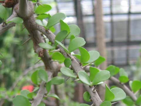 Alluaudia procera