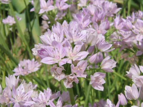 Allium unifolium
