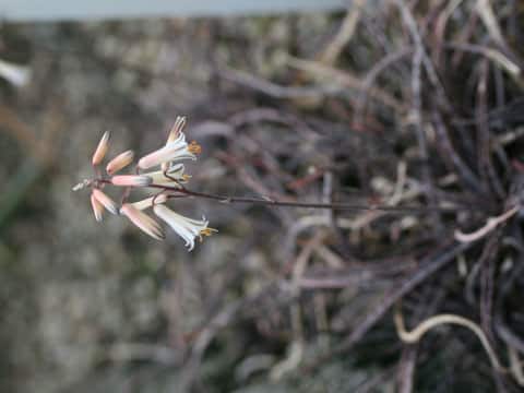 Aloe albiflora