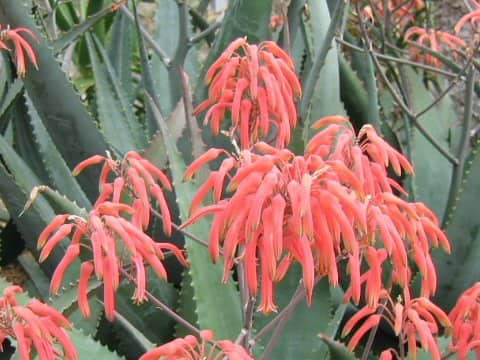 Aloe asperifolia