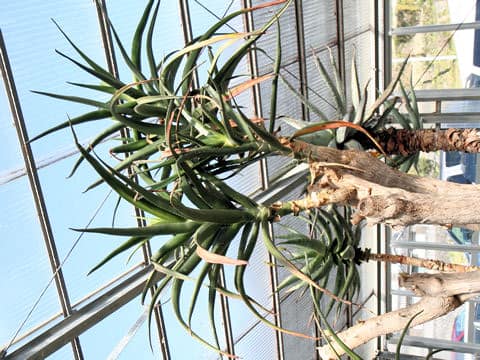 Aloe barberae