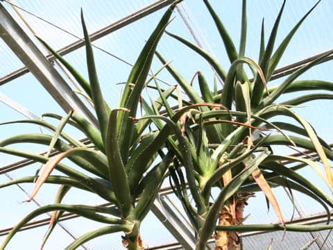 Aloe barberae