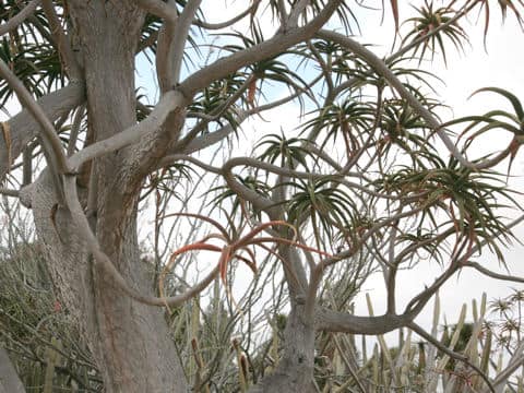 Aloe barberae