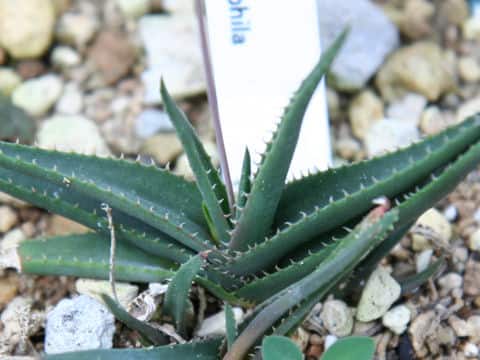 Aloe calcairophila